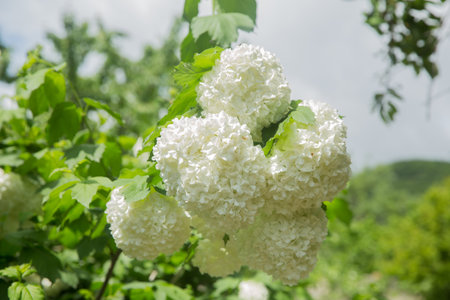 Decorative bush Viburnum with white flowers - snowball tree in garden . Close up of white hydrangea . The flower of a Hydrangea growing in a summer garden.の写真素材