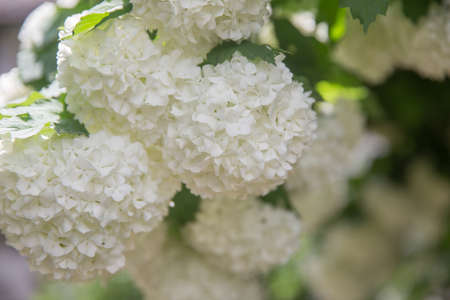 Decorative bush Viburnum with white flowers - snowball tree in garden . Close up of white hydrangea . The flower of a Hydrangea growing in a summer garden.の写真素材