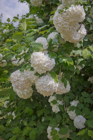 Decorative bush Viburnum with white flowers - snowball tree in garden . Close up of white hydrangea . The flower of a Hydrangea growing in a summer garden.の写真素材