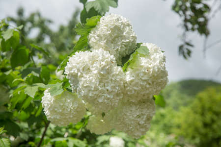 Decorative bush Viburnum with white flowers - snowball tree in garden . Close up of white hydrangea . The flower of a Hydrangea growing in a summer garden.の写真素材