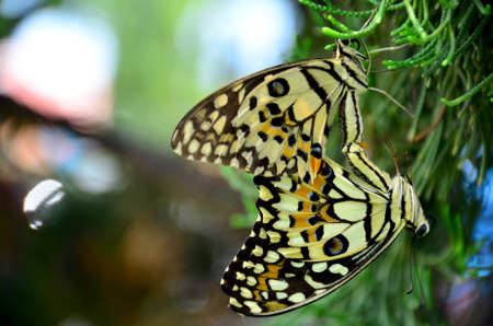 Beautiful cople batterfly in loveの写真素材