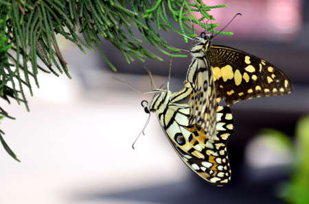 Beautiful cople batterfly in loveの写真素材