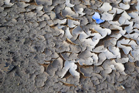 dry land, broken land with hopeの写真素材