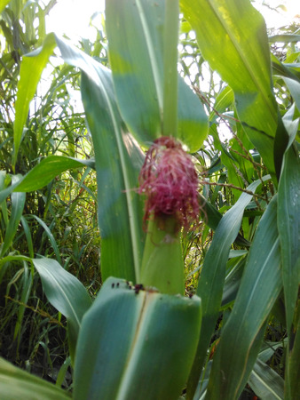 Growing corn in the field