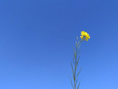 A yellow mustard flower over a blue sky background