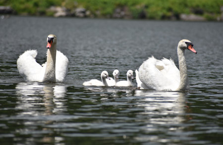 Swans and their babies.の写真素材