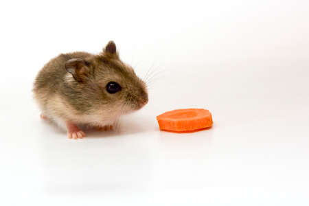 Hamster sniffing carrotの写真素材