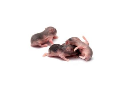 Hamster baby new born isolated on white backgroundの写真素材