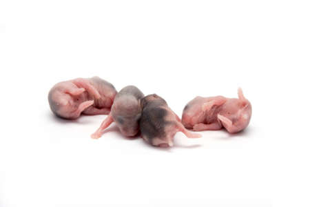 Hamster baby new born isolated on white backgroundの写真素材