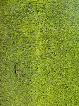 wall with green moss photoの写真素材