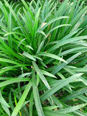 lush plant with long, green leaves photoの写真素材