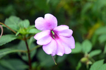 beautiful purple flowers in a garden photo