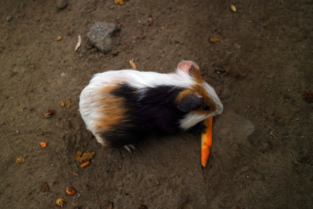 Black and white hamster eating a piece of carrot photo