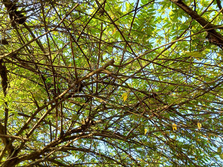 a background of lush trees photo