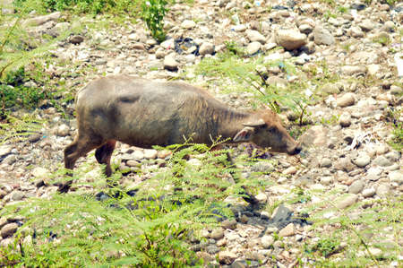 a buffalo is walking alone photoの写真素材