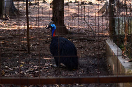 the cassowary is sitting in the cage photoの写真素材