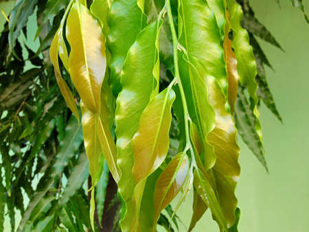 fresh long green leaves in the garden photo
