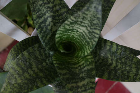 Beautiful and unique house plant called sansevieria hahnii green photo