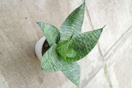 Beautiful and unique house plant called sansevieria hahnii green photoの写真素材
