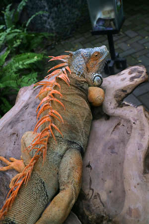 big iguana on a wooden table photoの写真素材