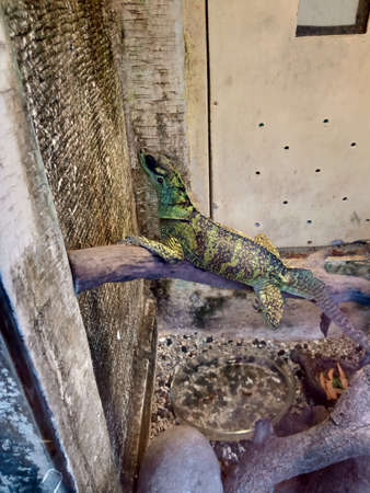 the sailfin dragon is sitting in the cage photo