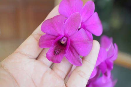 beautiful orchids blooming in front of the house photoの写真素材