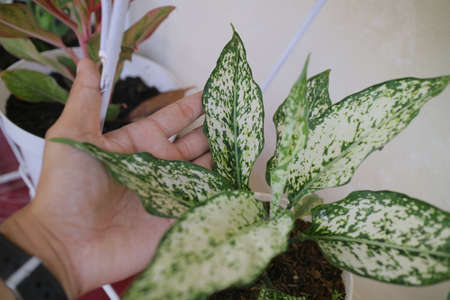 beautiful aglonema plant in front of the house photoの写真素材