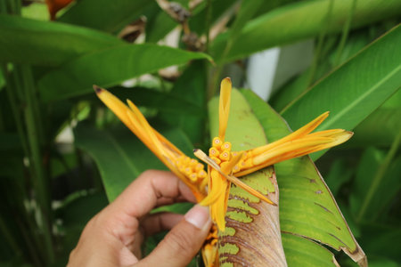 Yellow heliconia flower with green leaves photoの写真素材