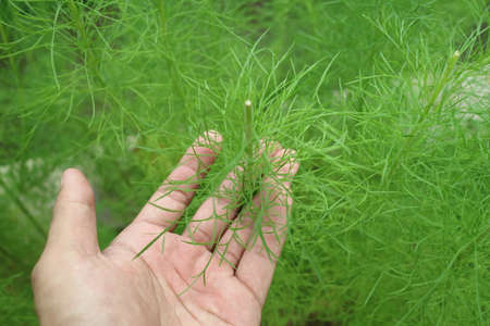 Lush green fines herbes asparagus photo