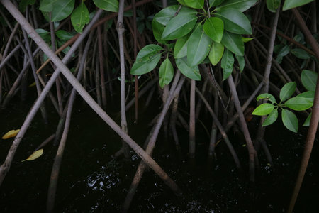 Mangrove tree roots on the edge of the swamp photo