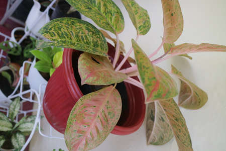 beautiful aglonema plant in front of the house photoの写真素材