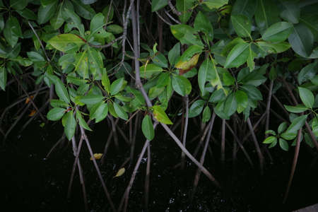 Mangrove tree roots on the edge of the swamp photo