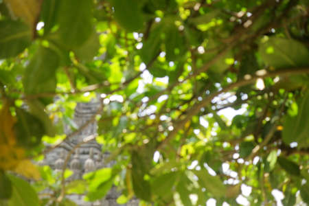 blur photo of green leaves during the day photo