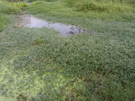 a photo of a swamp behind the house filled with water and grass