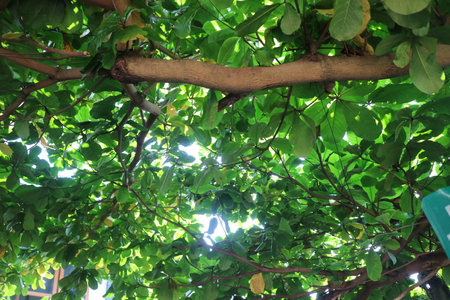a photo of a green and lush ketapan tree