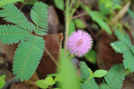 a photo of a beautiful round pink flower named Mimosa pudica flowerの写真素材