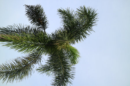 a photo of a palm tree with lush leaves on a clear sky backgroundの写真素材