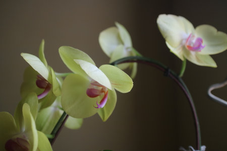 a photo of the beautiful orchid flowers in yellow and slightly purple in the light in front of the house windowの写真素材