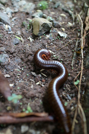 Millipede animals with shiny body colors are on dry land, during the day