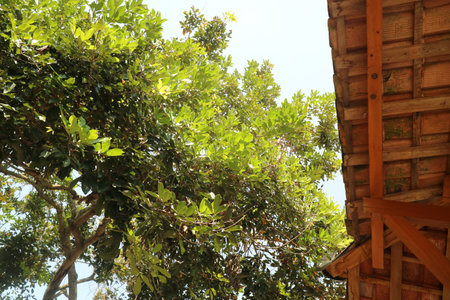 Photo of Rambutan tree with lush fresh green leaves against a bright blue sky background during the...