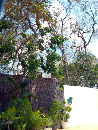 A photo of a view of a shady tree between the walls, during the day