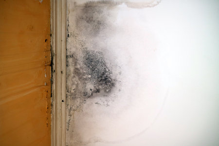 A corner wall affected by black mold and water leak stains