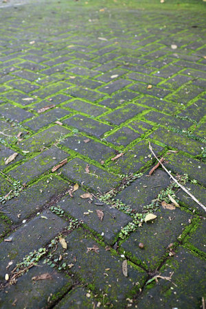 A close up view of a textured brick pathway covered with green moss and small plants, showcasing natures reclamation of urban space.の写真素材