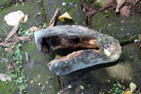 A weathered piece of wood resembling a natural sculpture, with a hollowed center and rough texture,...