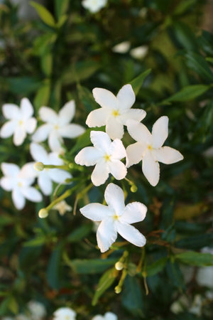 A close up view of delicate white flowers blooming amidst lush green foliage. The flowers have five petals and a star like shape, creating a serene and fresh atmosphere.の写真素材
