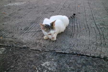 A white cat with black markings lying on a textured concrete surface.の写真素材
