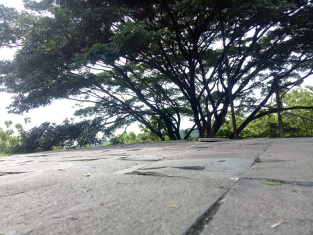 A low angle view of a large tree with sprawling branches and a stone pavement in the foreground.