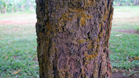 Close up of a Pine tree trunk with textured bark in a natural setting.の写真素材