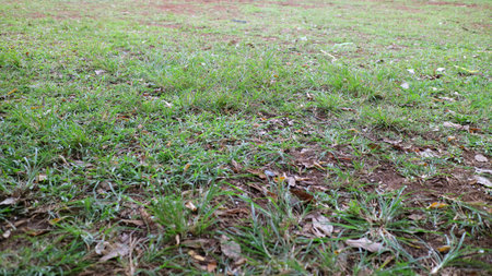 Close up of a grassy field with scattered leaves and patches of dirt.