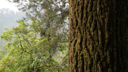 Close up of a tree trunk with moss in a lush forest.